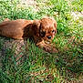 puppy, dog, grass, outdoor, young, animal, pet, brown, cute, nature, sunlight, laying, small, fur, playful, adorable, canine, background, daylight, resting