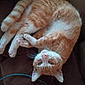 Fat Cat joined the competition — help win amazing prizes! cat, orange_cat, white_fur, curled_up, paws, pink_paws, couch, indoor, pet, fur, whiskers, cute, relaxed, looking_up, cozy, domestic_animal, animal, sleeping_spot, resting, feline
