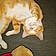 Fat Cat
