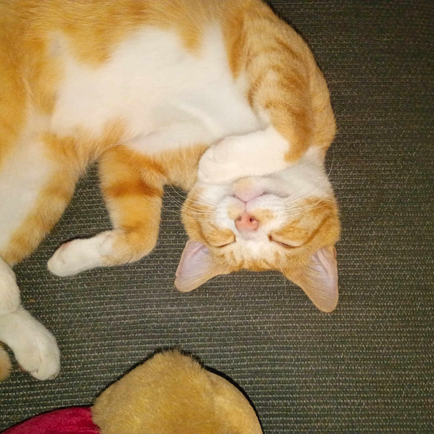 Fat Cat