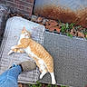 Fat Cat is registered to the contest to win money with this photo: cat, orange_cat, white_cat, outdoor, mat, footwear, jeans, slipper, brick_wall, rusty_metal, leaves, greenery, relaxed, pet, animal, nature, sunlight, sidewalk, resting, casual