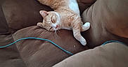 Fat Cat joined the competition — help win amazing prizes! cat, orange_cat, white_cat, sleeping, couch, brown_couch, furniture, indoor, pet, relaxed, nap, cozy, fur, whiskers, paw, tail, domestic_cat, resting, animal, cute