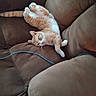cat, orange_cat, white_cat, sleeping, couch, brown_couch, furniture, indoor, pet, relaxed, nap, cozy, fur, whiskers, paw, tail, domestic_cat, resting, animal, cute