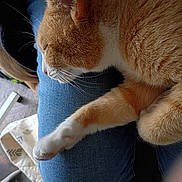Fat Cat is registered to the contest to win money with this photo: cat, orange_cat, white_cat, sleeping, nap, fur, whiskers, paw, denim, clothing, lap, indoor, relaxing, cozy, pet, animal, resting, closeup, feline, soft