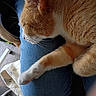 cat, orange_cat, white_cat, sleeping, nap, fur, whiskers, paw, denim, clothing, lap, indoor, relaxing, cozy, pet, animal, resting, closeup, feline, soft