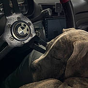 Nox participe au concours pour gagner de l'argent avec cette photo : dog, sleeping, car, steering_wheel, bmw, dashboard, interior, closeup, pet, canine, resting, vehicle, fur, seat, calm, brindle, transportation, leather, wheel, relaxation