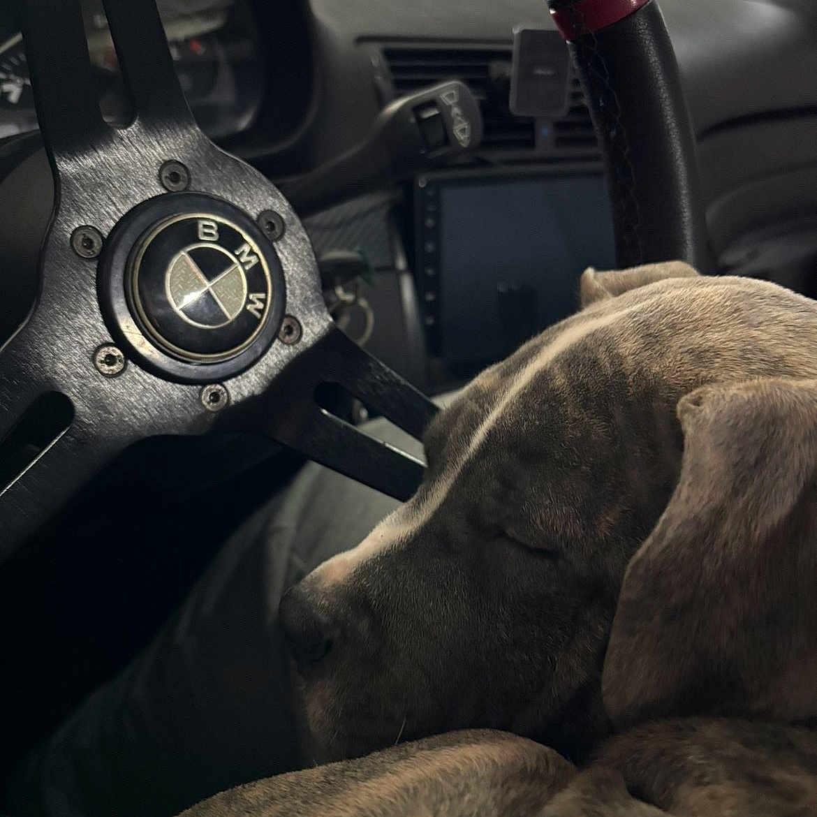 Nox participe au concours pour gagner de l'argent avec cette photo : bmw, brindle, calm, canine, car, closeup, dashboard, dog, fur, interior, leather, pet, relaxation, resting, seat, sleeping, steering_wheel, transportation, vehicle, wheel