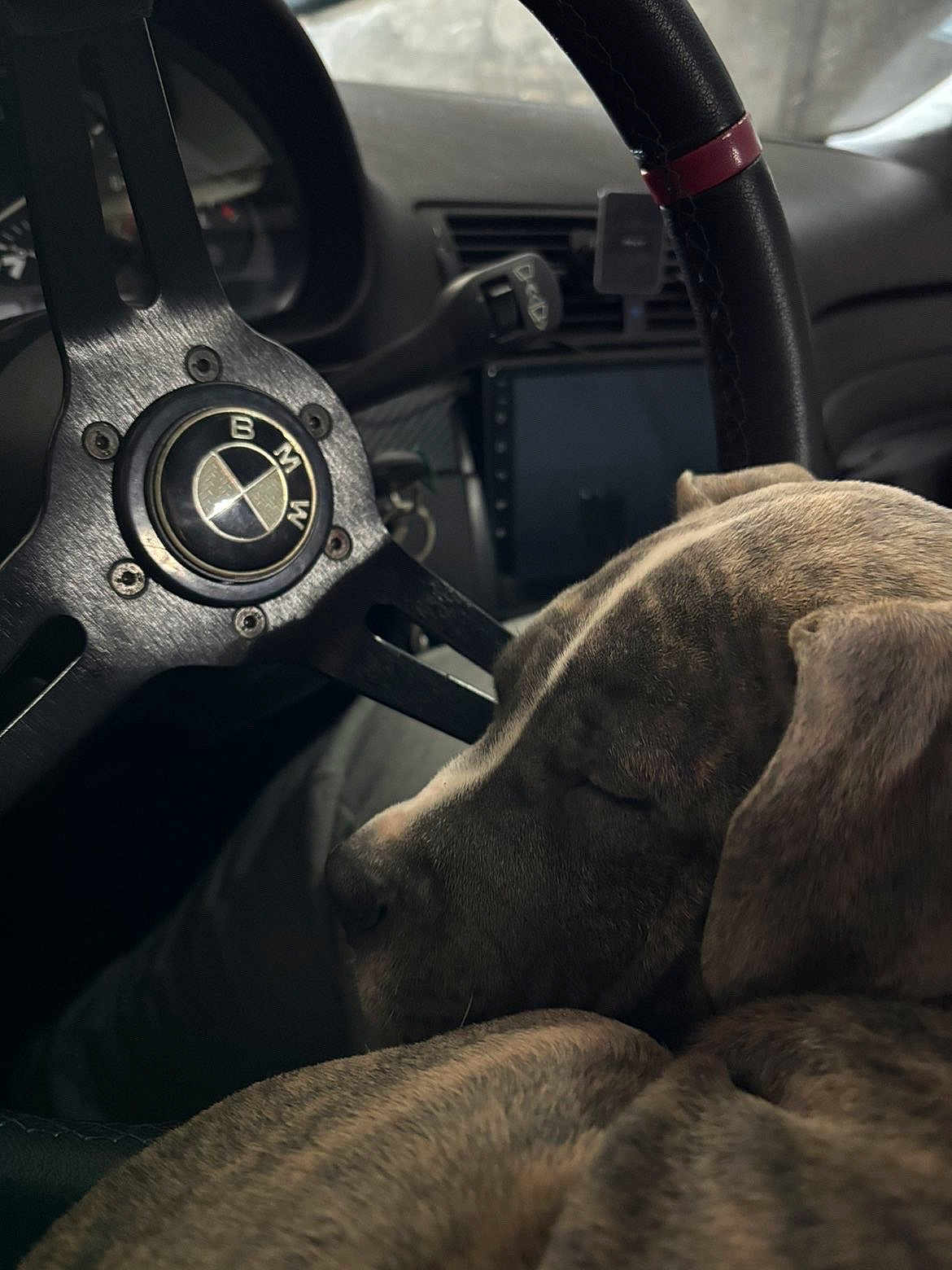 Nox participe au concours pour gagner de l'argent avec cette photo : dog, sleeping, car, steering_wheel, bmw, dashboard, interior, closeup, pet, canine, resting, vehicle, fur, seat, calm, brindle, transportation, leather, wheel, relaxation
