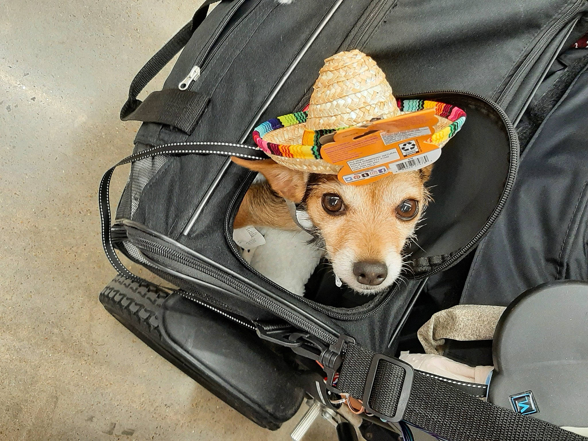 Buttercup is registered to the contest to win money with this photo: baby_carriage, bag, carnivore, chair, collar, companion_dog, costume_hat, cowboy_hat, dog, dog_breed, dog_clothes, dog_supply, fawn, fedora, hat, leash, pet_supply, sporting_group, sun_hat, working_animal