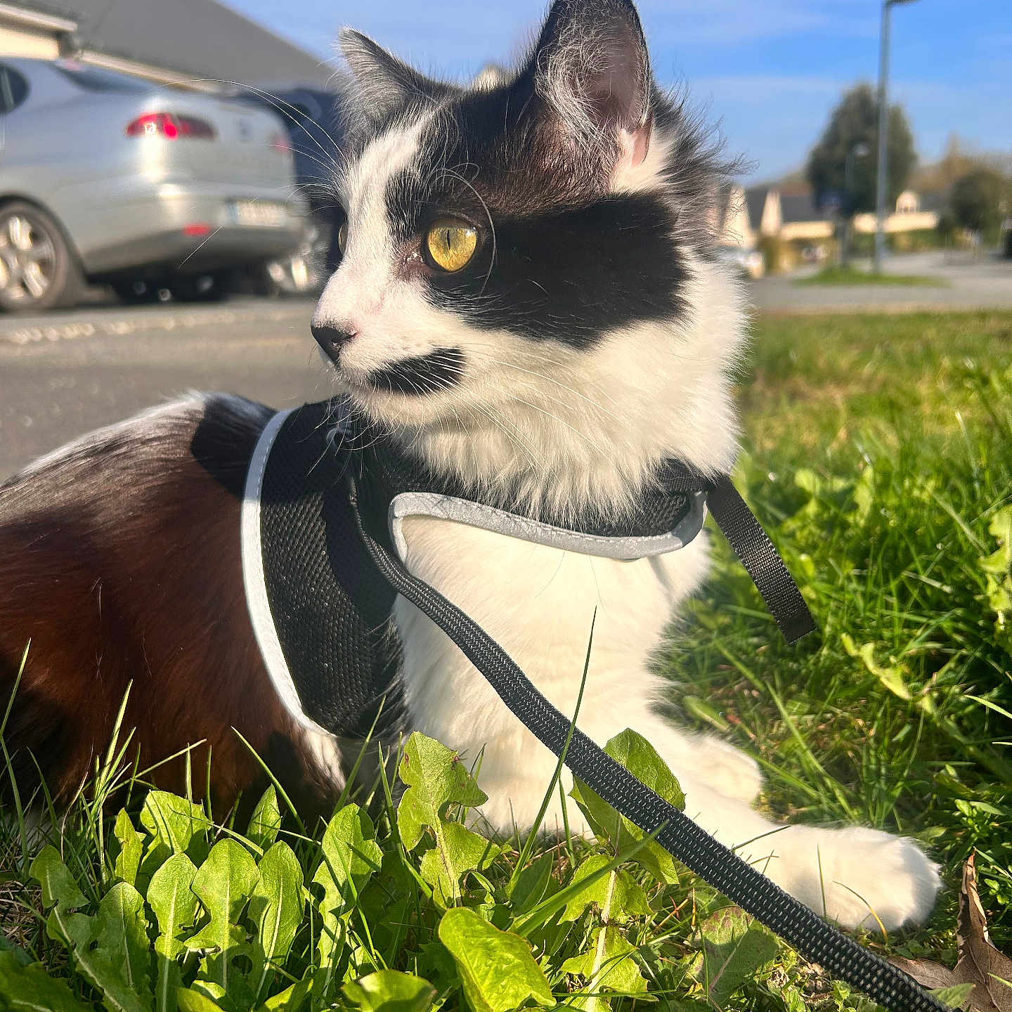 Hobbie a rejoint le concours — aidez-le/la à gagner de superbes lots ! black_and_white_cat, car, cat, close_up, ears, grass, harness, houses, leash, outdoor, pavement, pet, portrait, residential, sidewalk, sitting, sky, sunlight, whiskers, yellow_eyes