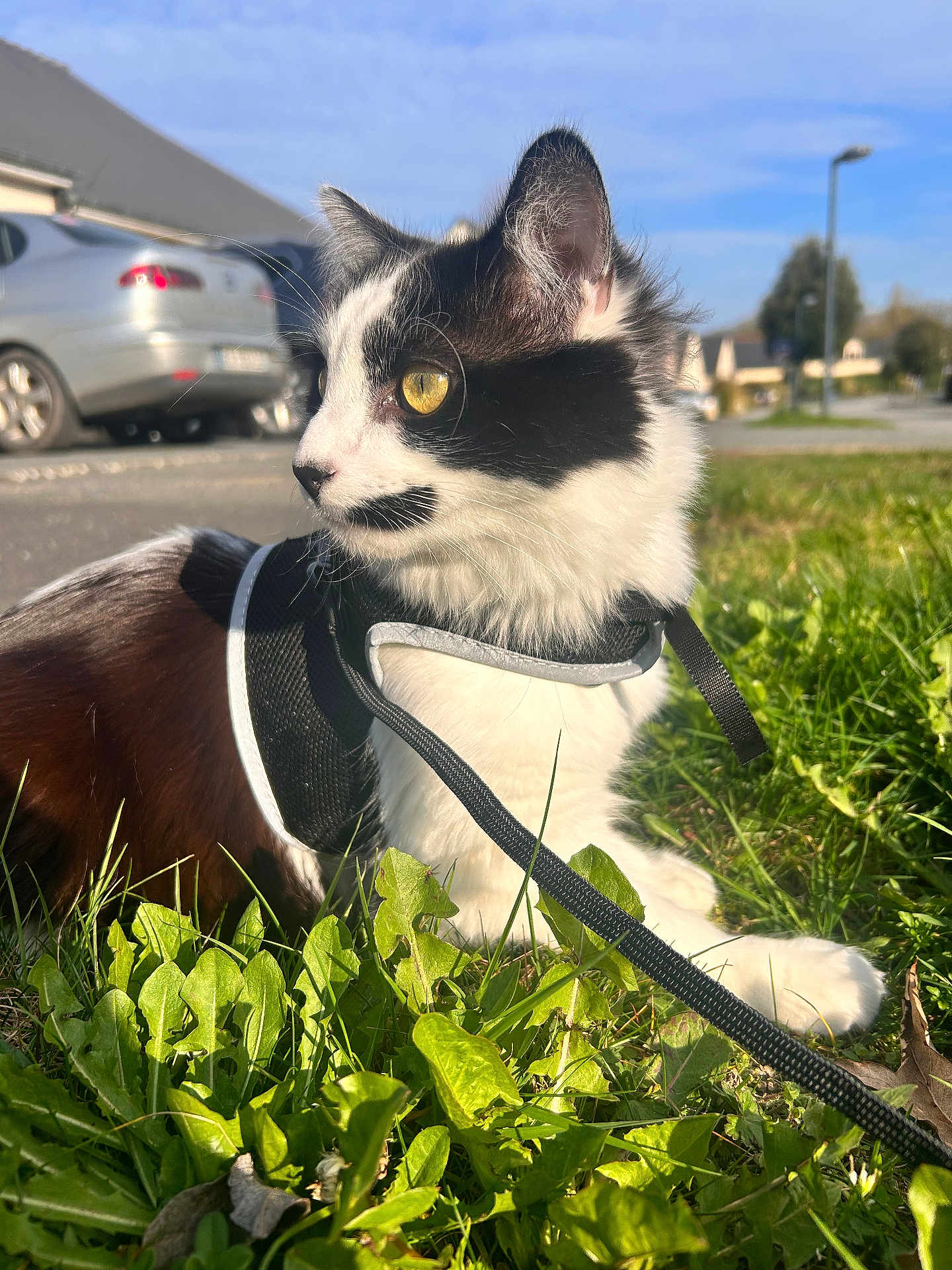 Hobbie a rejoint le concours — aidez-le/la à gagner de superbes lots ! cat, black_and_white_cat, pet, harness, leash, grass, outdoor, sunlight, yellow_eyes, close_up, portrait, whiskers, ears, residential, car, pavement, houses, sky, sidewalk, sitting