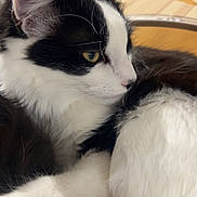 Hobbie participe au concours pour gagner de l'argent avec cette photo : black_and_white, cat, close_up, cozy, curled, ear, feline, fur, indoor, nose, paw, pet, plant, portrait, relaxed, soft, table, whiskers, wooden_table, yellow_eye