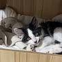 Hobbie a rejoint le concours — aidez-le/la à gagner de superbes lots ! cat, kitten, pet, black_and_white, yellow_eyes, fur, paw, blanket, wooden_drawer, cozy, indoor, face, portrait, whiskers, ear, relaxed, sleeping, domestic_cat, tuxedo_cat, shelf