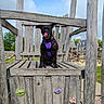 animal, canine, climbing_holds, clouds, daylight, dog, fun, grass, nature, outdoor, pet, play_area, playground, purple_harness, rope_climbing, sky, summer, tongue_out, trees, wooden_play_structure