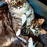 cat, cats, kitten, tabby, fluffy, fur, whiskers, eyes, ears, paws, white_chest, striped_fur, pet, animal, indoor, portrait, close_up, sitting, lying_down, playful
