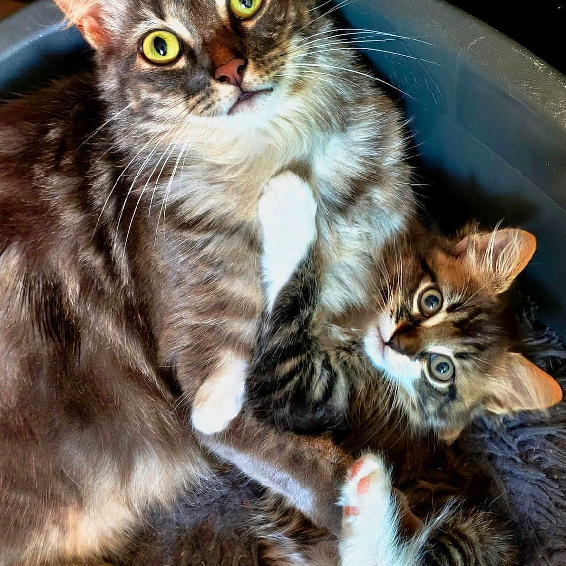 Laos a rejoint le concours — aidez-le/la à gagner de superbes lots ! cat, cats, kitten, tabby, fluffy, fur, whiskers, eyes, ears, paws, white_chest, striped_fur, pet, animal, indoor, portrait, close_up, sitting, lying_down, playful