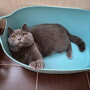 Albert participe au concours pour gagner de l'argent avec cette photo : cat, gray_cat, pet, animal, feline, whiskers, ears, eyes, paws, tail, short_hair, lounging, sitting, turquoise_bed, pet_bed, indoor, floor, wood_paneling, portrait, close_up