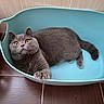 cat, gray_cat, pet, animal, feline, whiskers, ears, eyes, paws, tail, short_hair, lounging, sitting, turquoise_bed, pet_bed, indoor, floor, wood_paneling, portrait, close_up