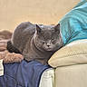 Albert participe au concours pour gagner de l'argent avec cette photo : cat, gray_cat, sleeping, resting, indoors, couch, sofa, blanket, pillow, cushion, cozy, fluffy, fur, closed_eyes, pet, relaxed, home, furniture, portrait, snuggled