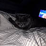 Albert a rejoint le concours — aidez-le/la à gagner de superbes lots ! cat, sleeping, bed, bedding, striped_bedding, bedroom, indoors, night, dark, relaxed, resting, furry, gray_cat, pet, animal, television, cozy, lying_down, whiskers, photography