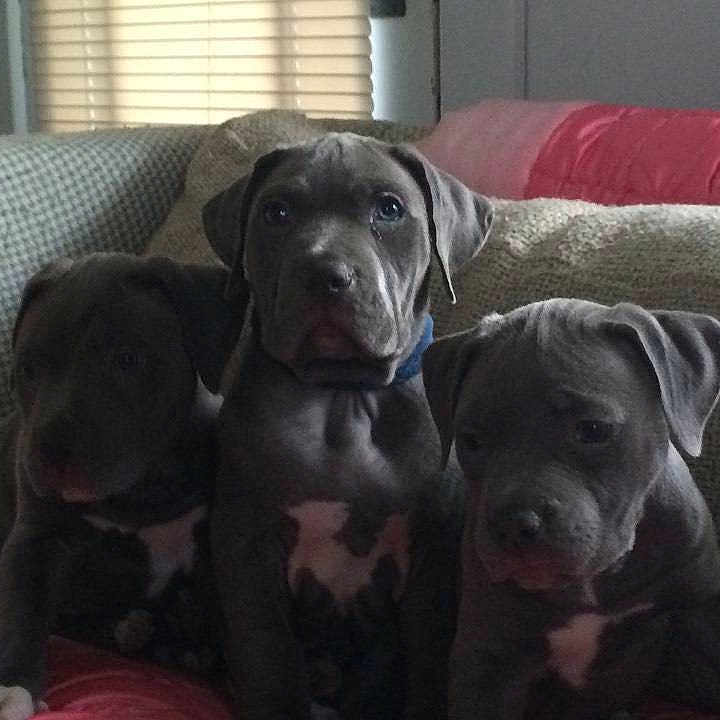 Miles Buddy Monroe Perez Gryzl