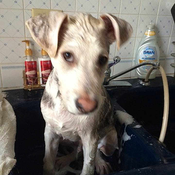 Maximus is registered to the contest to win money with this photo: