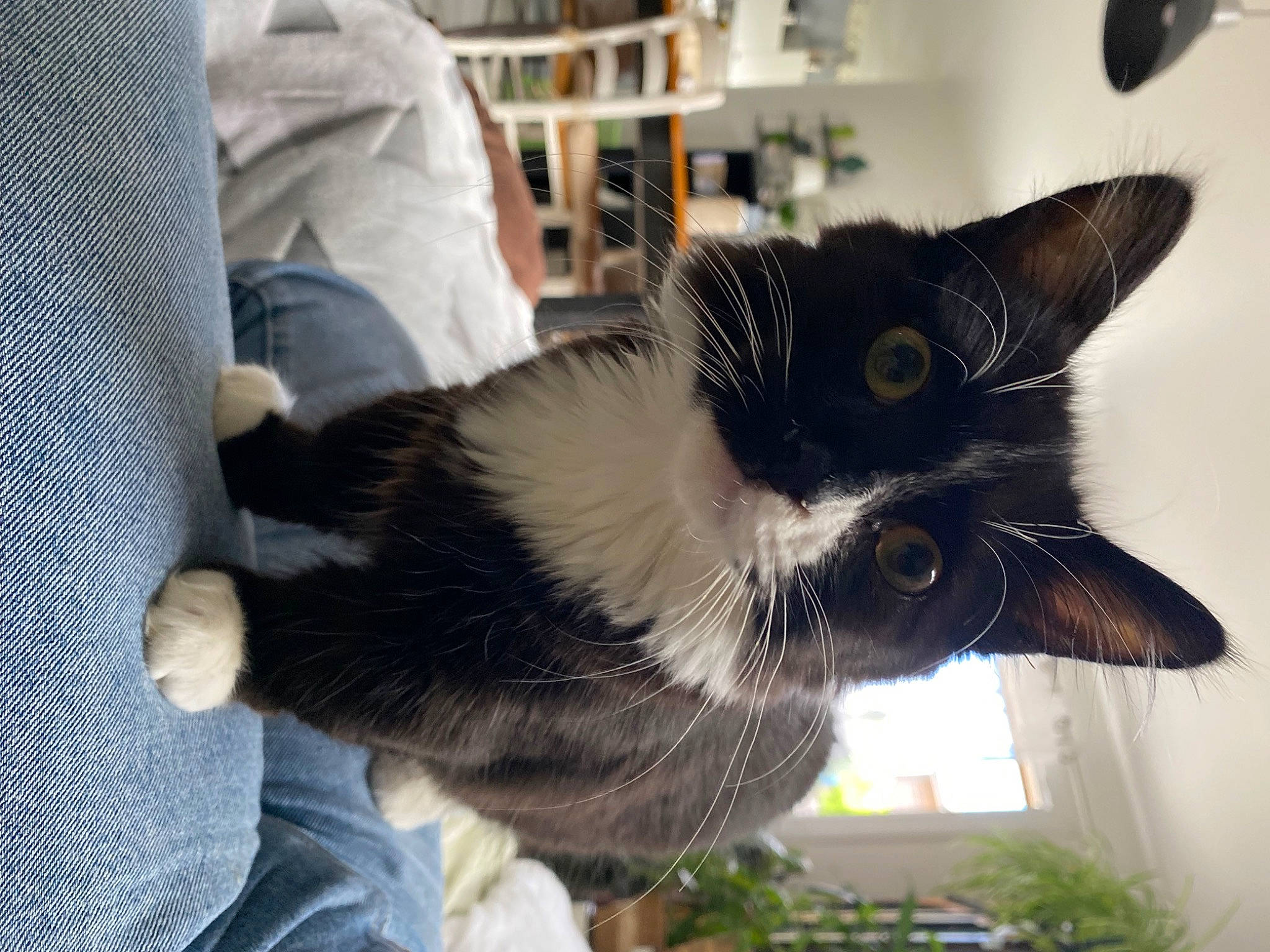 Beemo a rejoint le concours — aidez-le/la à gagner de superbes lots ! carnivore, cat, comfort, domestic_short_haired_cat, felidae, fur, plant, room, shelf, small_to_medium_sized_cats, snout, tail, whiskers