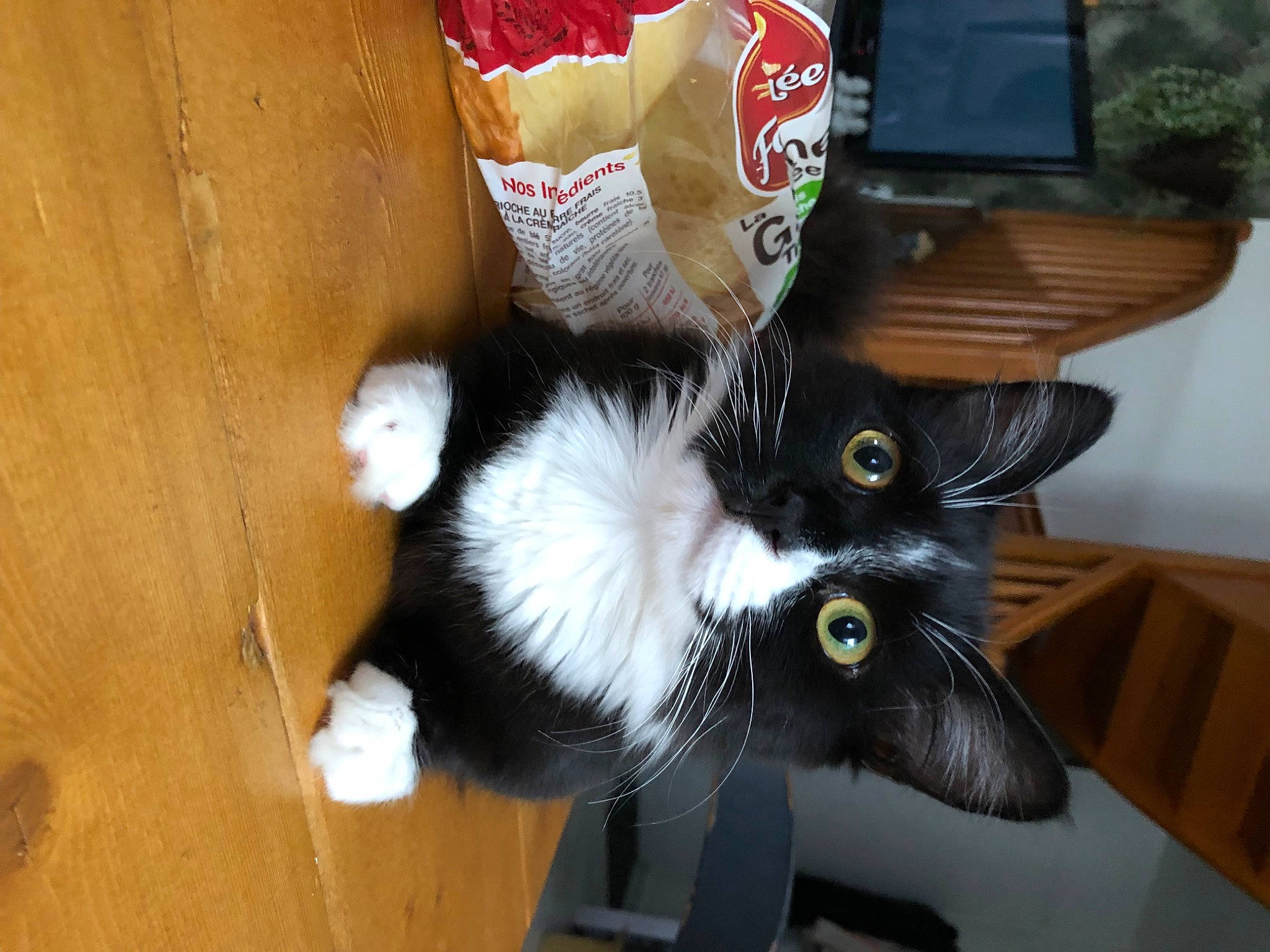 Beemo a rejoint le concours — aidez-le/la à gagner de superbes lots ! box, canidae, cardboard, carmine, carnivore, cat, claw, domestic_short_haired_cat, felidae, fur, hardwood, paw, picture_frame, room, small_to_medium_sized_cats, tail, television, toy, whiskers, wood