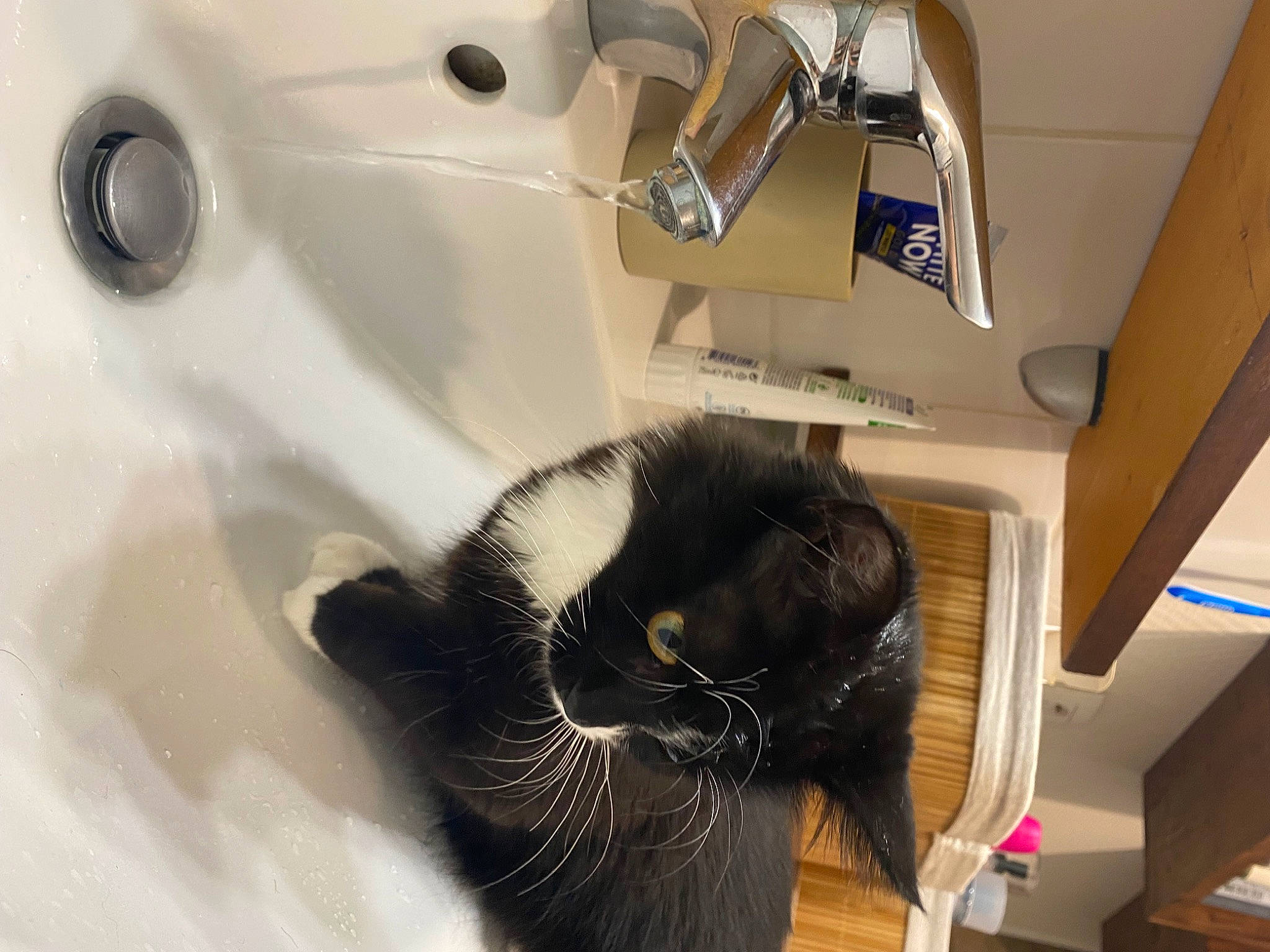 Beemo a rejoint le concours — aidez-le/la à gagner de superbes lots ! automotive_design, bathroom, carnivore, cat, comfort, domestic_short_haired_cat, felidae, fur, machine, metal, personal_protective_equipment, plumbing, plumbing_fixture, room, small_to_medium_sized_cats, snout, tail, toilet_paper, whiskers, white