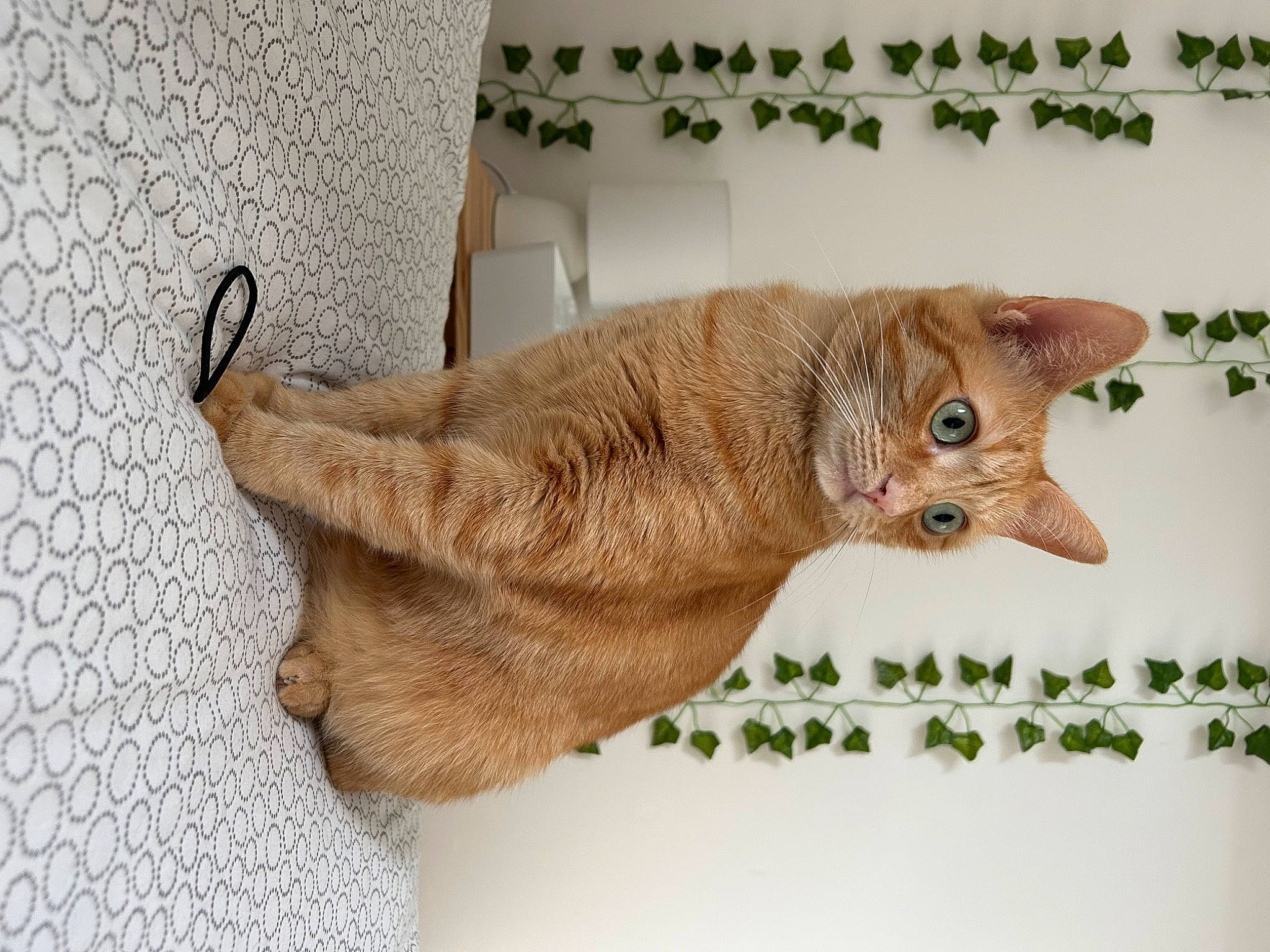 Nala a rejoint le concours — aidez-le/la à gagner de superbes lots ! art, carnivore, cat, claw, domestic_short_haired_cat, fawn, felidae, fur, paw, peach, small_to_medium_sized_cats, tail, terrestrial_animal, tree, twig, whiskers, wood