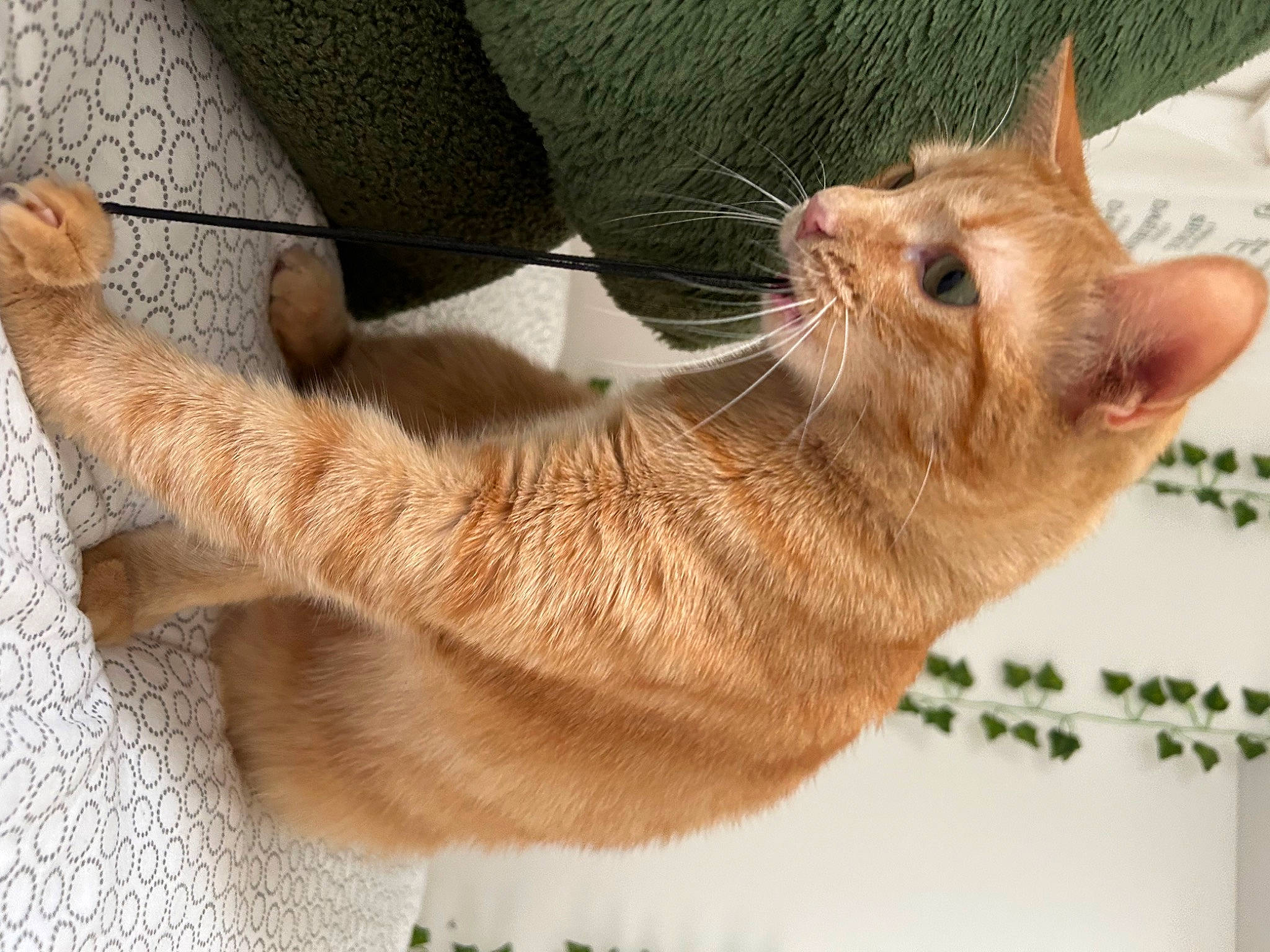 Nala a rejoint le concours — aidez-le/la à gagner de superbes lots ! carnivore, cat, cat_supply, claw, collar, comfort, domestic_short_haired_cat, fawn, felidae, foot, fur, gesture, human_leg, nap, paw, small_to_medium_sized_cats, tail, terrestrial_animal, toe, whiskers