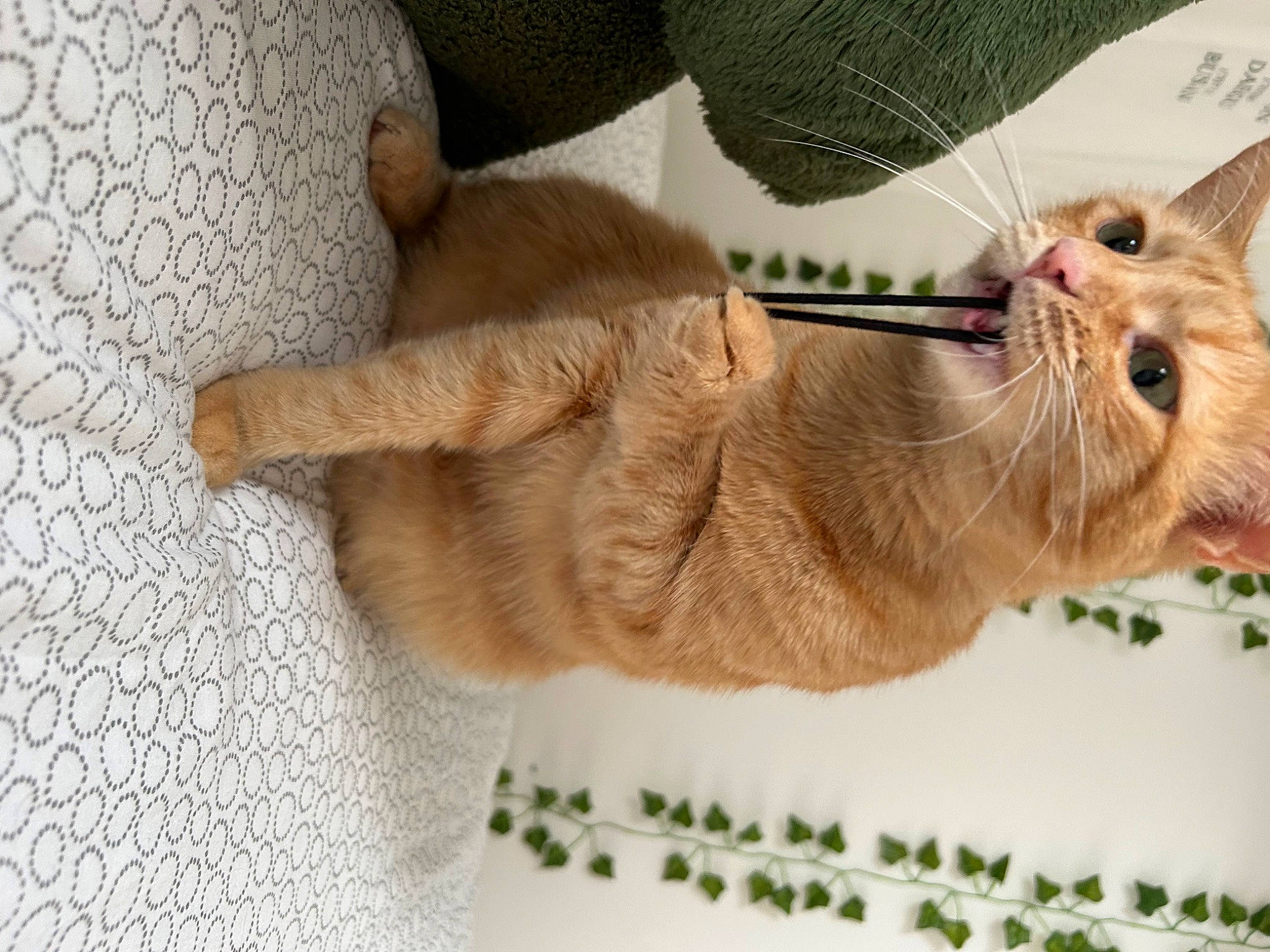 Nala participe au concours pour gagner de l'argent avec cette photo : carnivore, cat, claw, collar, dog_breed, domestic_short_haired_cat, ear, fawn, felidae, foot, fur, gesture, liver, paw, small_to_medium_sized_cats, snout, sporting_group, tail, terrestrial_animal, whiskers