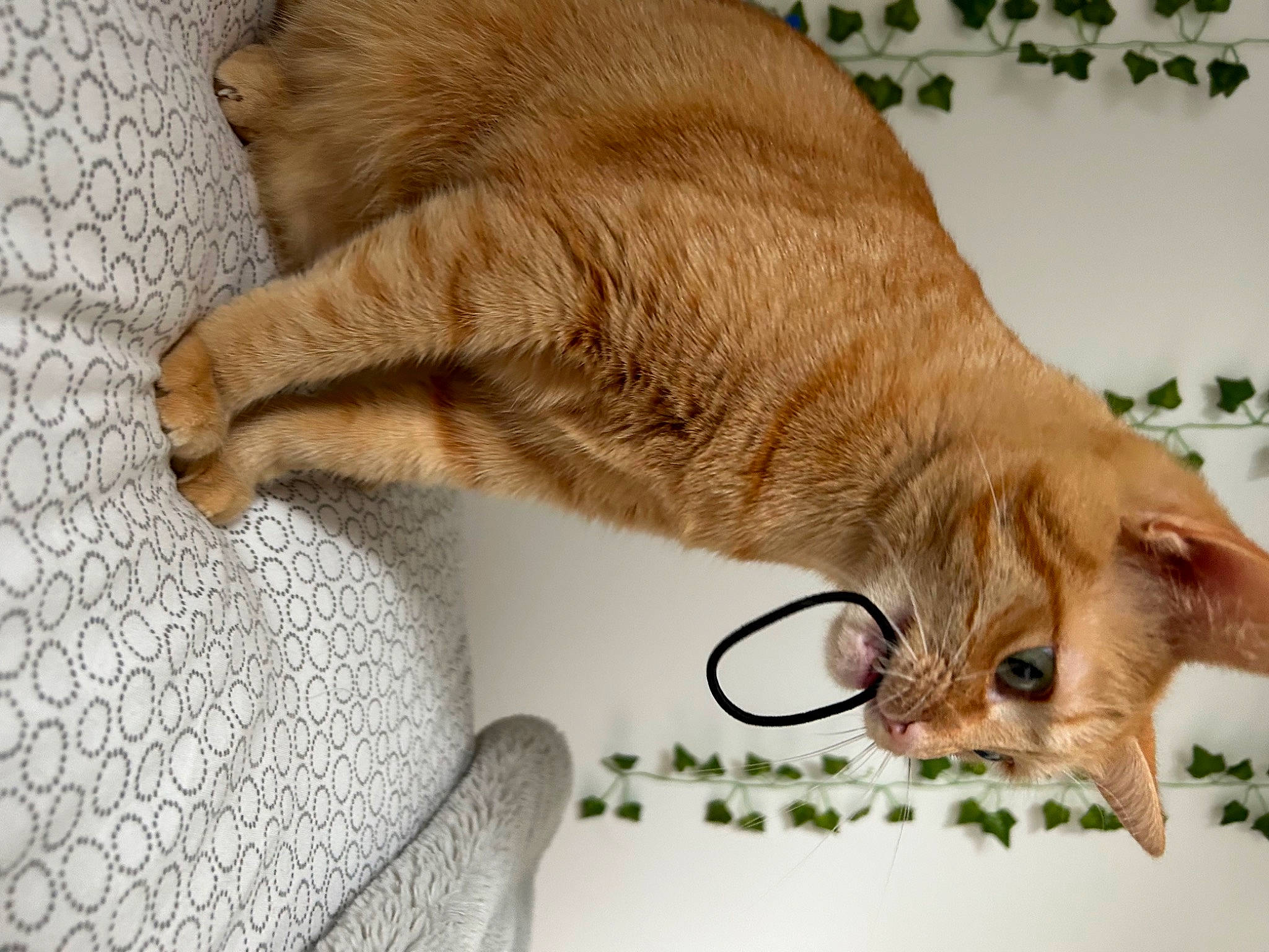 Nala participe au concours pour gagner de l'argent avec cette photo : carnivore, cat, claw, collar, comfort, domestic_short_haired_cat, fawn, felidae, fur, gesture, liver, paw, plant, small_to_medium_sized_cats, snout, sporting_group, tail, terrestrial_animal, whiskers, wildlife