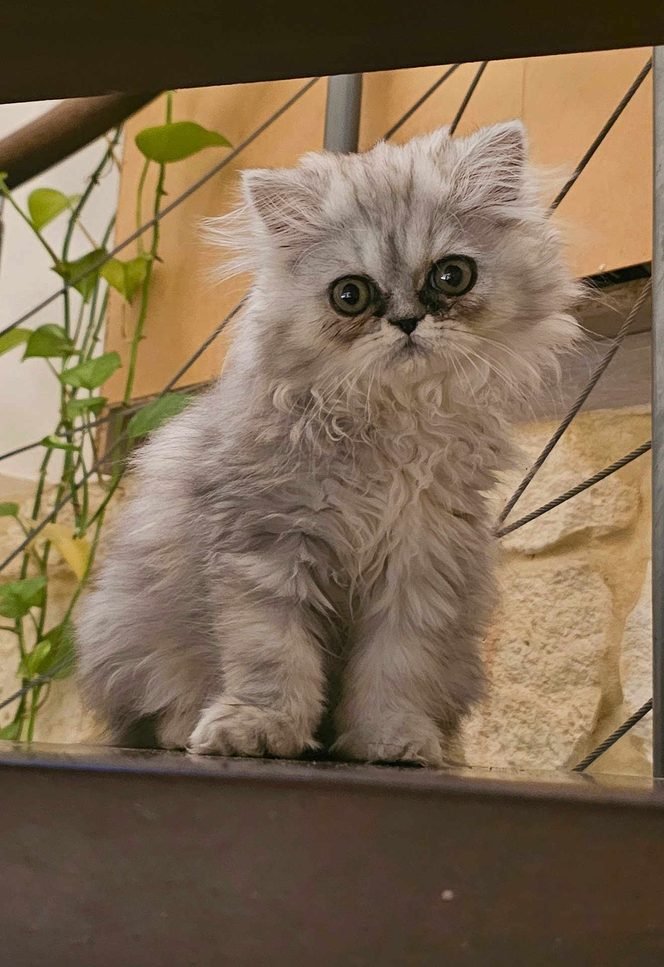 Gribouille participe au concours pour gagner de l'argent avec cette photo : animal, cat, closeup, curious, cute, domestic_animal, feline, fluffy, fur, indoors, kitten, mammal, pet, portrait, sitting, small, staircase, whiskers, wide_eyes, young