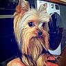 Princesse a rejoint le concours — aidez-le/la à gagner de superbes lots ! dog, yorkshire_terrier, small_dog, long_hair, silky_coat, brown_fur, tan_fur, black_eyes, portrait, close_up, being_held, human_hand, indoors, kitchen, washing_machine, home_appliance, pet, cute, groomed, photograph