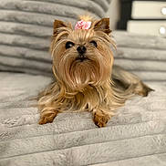 Princesse participe au concours pour gagner de l'argent avec cette photo : dog, yorkshire_terrier, small_dog, pet, animal, fur, long_hair, brown_fur, pink_bow, bow, cute, portrait, sitting, bed, blanket, bedroom, indoors, fluffy, groomed, companion