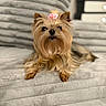dog, yorkshire_terrier, small_dog, pet, animal, fur, long_hair, brown_fur, pink_bow, bow, cute, portrait, sitting, bed, blanket, bedroom, indoors, fluffy, groomed, companion