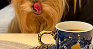 Princesse participe au concours pour gagner de l'argent avec cette photo : dog, small_dog, fluffy, long_hair, brown_fur, pet, animal, face, eyes, nose, tongue, licking, portrait, close_up, indoors, tea, cup, saucer, table, ornate