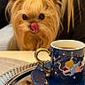 dog, small_dog, fluffy, long_hair, brown_fur, pet, animal, face, eyes, nose, tongue, licking, portrait, close_up, indoors, tea, cup, saucer, table, ornate