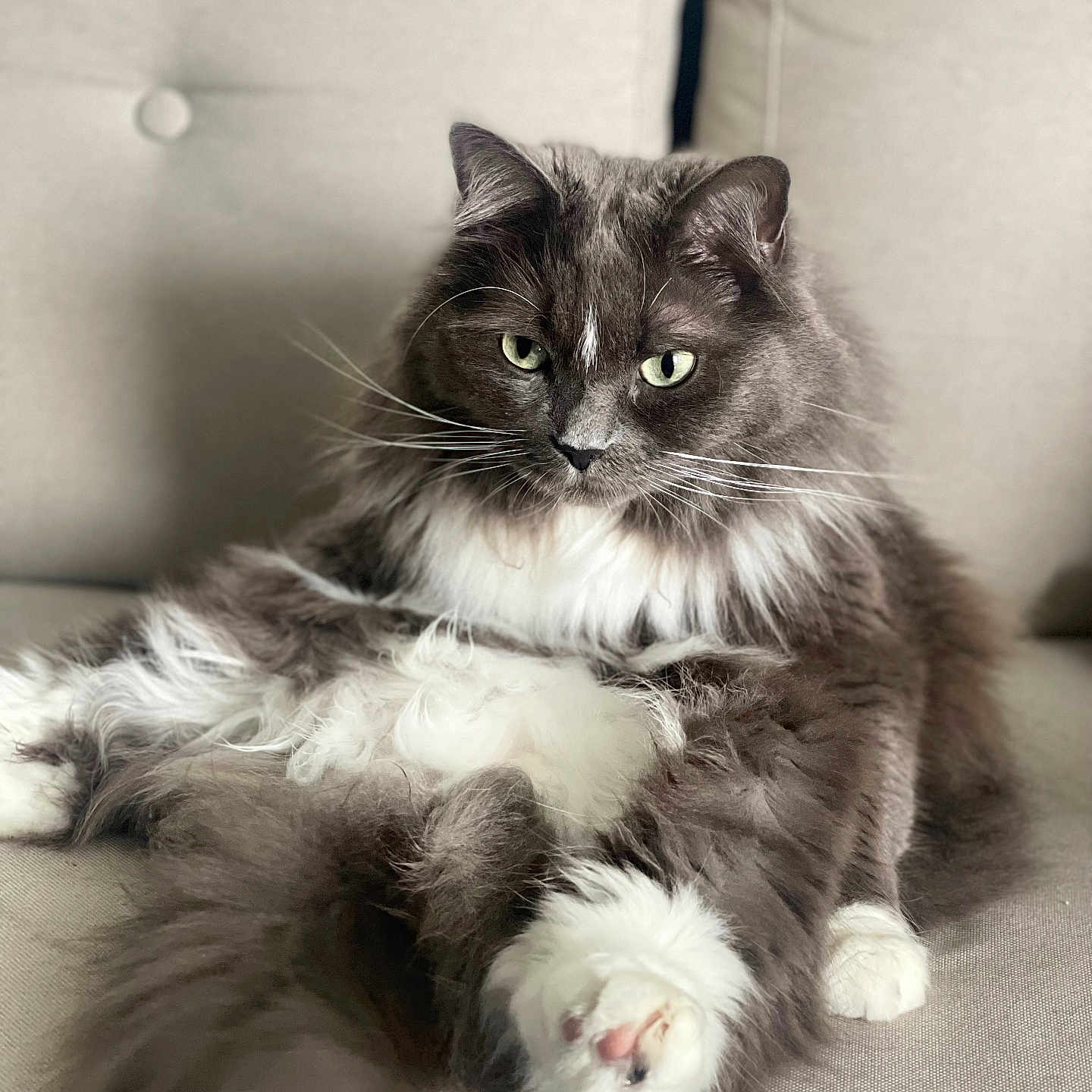 Keko a rejoint le concours — aidez-le/la à gagner de superbes lots ! abyssinian, angora, animal, armchair, bodypart, brasssection, cat, chair, couch, furniture, horn, kitten, manx, mouth, musicalinstrument, person, pet, siamese, sleeping, wood