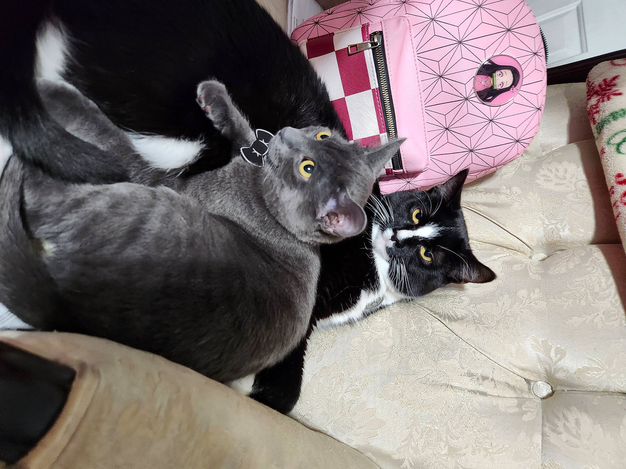 Kai joined the competition — help win amazing prizes! black_cat, bombay, carnivore, cat, cat_supply, comfort, domestic_short_haired_cat, felidae, fur, grey, linens, paw, small_to_medium_sized_cats, tail, vertebrate, whiskers