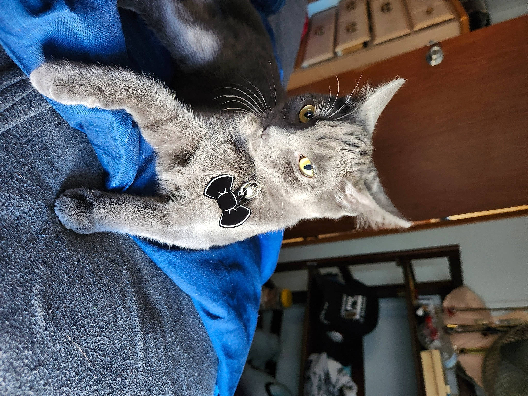 Kai joined the competition — help win amazing prizes! box, canidae, carnivore, cat, claw, comfort, computer_keyboard, dog_breed, domestic_short_haired_cat, electric_blue, felidae, fur, grey, hardwood, paw, russian_blue, small_to_medium_sized_cats, tail, whiskers, wood