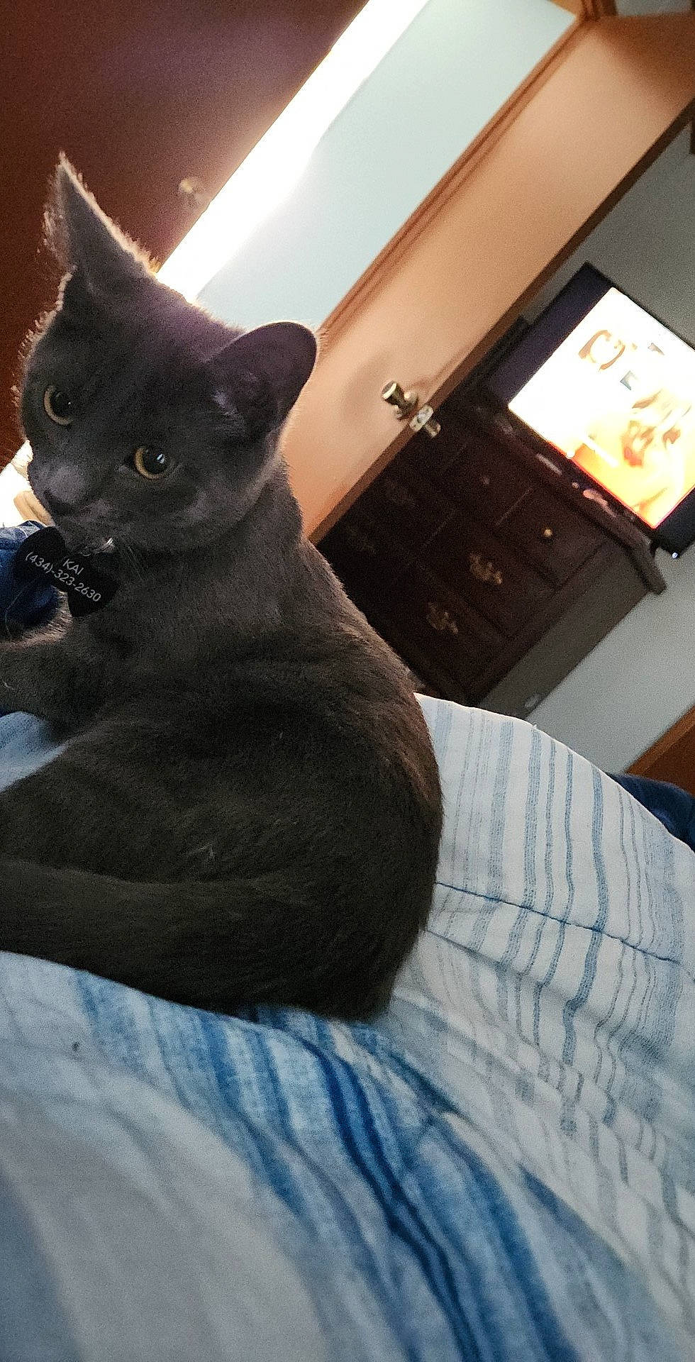 Kai joined the competition — help win amazing prizes! black_cat, bombay, carnivore, cat, comfort, display_device, domestic_short_haired_cat, electric_blue, felidae, fur, grey, picture_frame, room, small_to_medium_sized_cats, snout, tail, whiskers, window