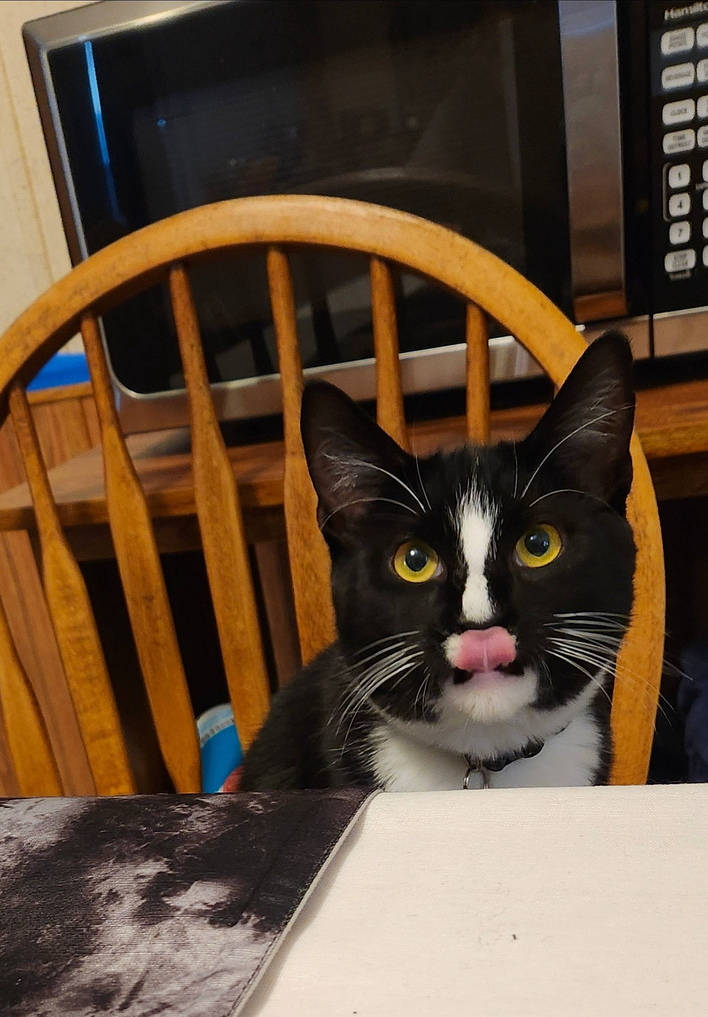 Liam joined the competition — help win amazing prizes! box, cardboard, carnivore, cat, chair, comfort, domestic_short_haired_cat, felidae, flooring, fur, hardwood, infant_bed, packaging_and_labeling, paper_product, room, small_to_medium_sized_cats, table, varnish, whiskers, wood