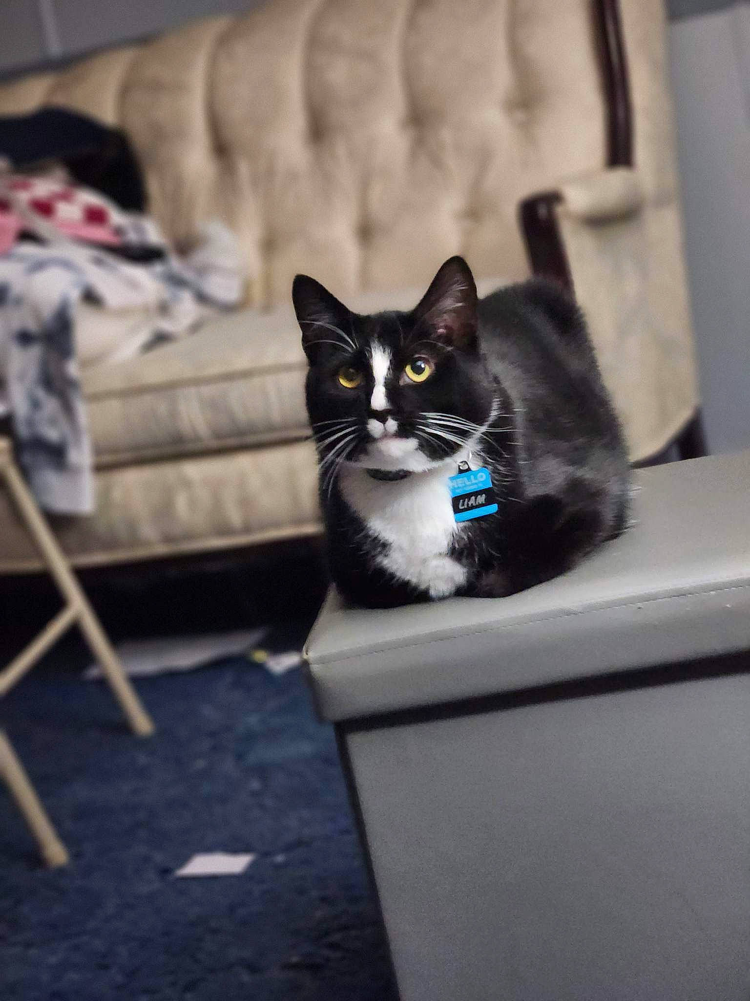 Liam joined the competition — help win amazing prizes! carnivore, cat, comfort, couch, domestic_short_haired_cat, felidae, flooring, fur, grey, hardwood, living_room, pillow, room, sitting, small_to_medium_sized_cats, snout, tail, whiskers, window, wood