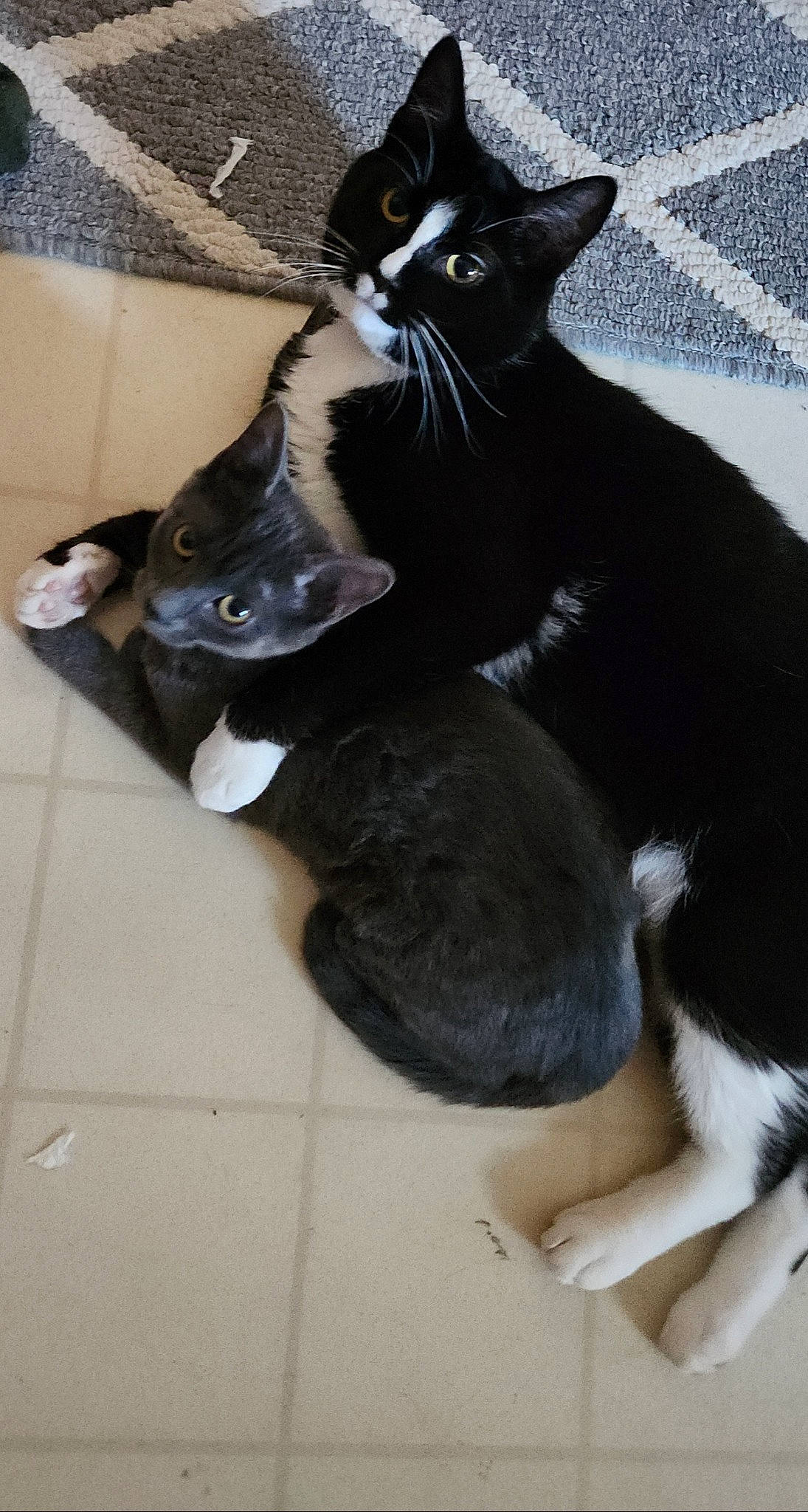 Liam joined the competition — help win amazing prizes! black_cat, carnivore, cat, claw, comfort, domestic_short_haired_cat, felidae, flooring, foot, fur, leg, mammal, paw, sitting, small_to_medium_sized_cats, snout, tail, terrestrial_animal, vertebrate, whiskers