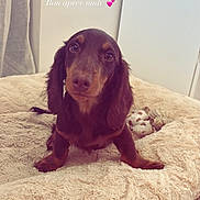 Basile a rejoint le concours — aidez-le/la à gagner de superbes lots ! animal, bed, brown_dog, canine, cozy, curtain, cute, dachshund, dog, floor, fluffy_bed, indoor, looking_up, pet, puppy, resting, small_dog, toy, wall, young_dog