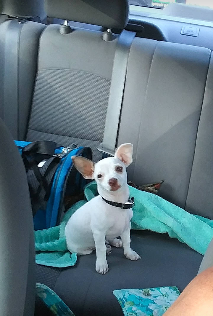 Jojo is registered to the contest to win money with this photo: auto_part, automotive_design, blue, car_seat, car_seat_cover, carnivore, collar, comfort, companion_dog, dog, dog_breed, dog_supply, fawn, head_restraint, pet_supply, sporting_group, toy_dog, vehicle, white, working_animal