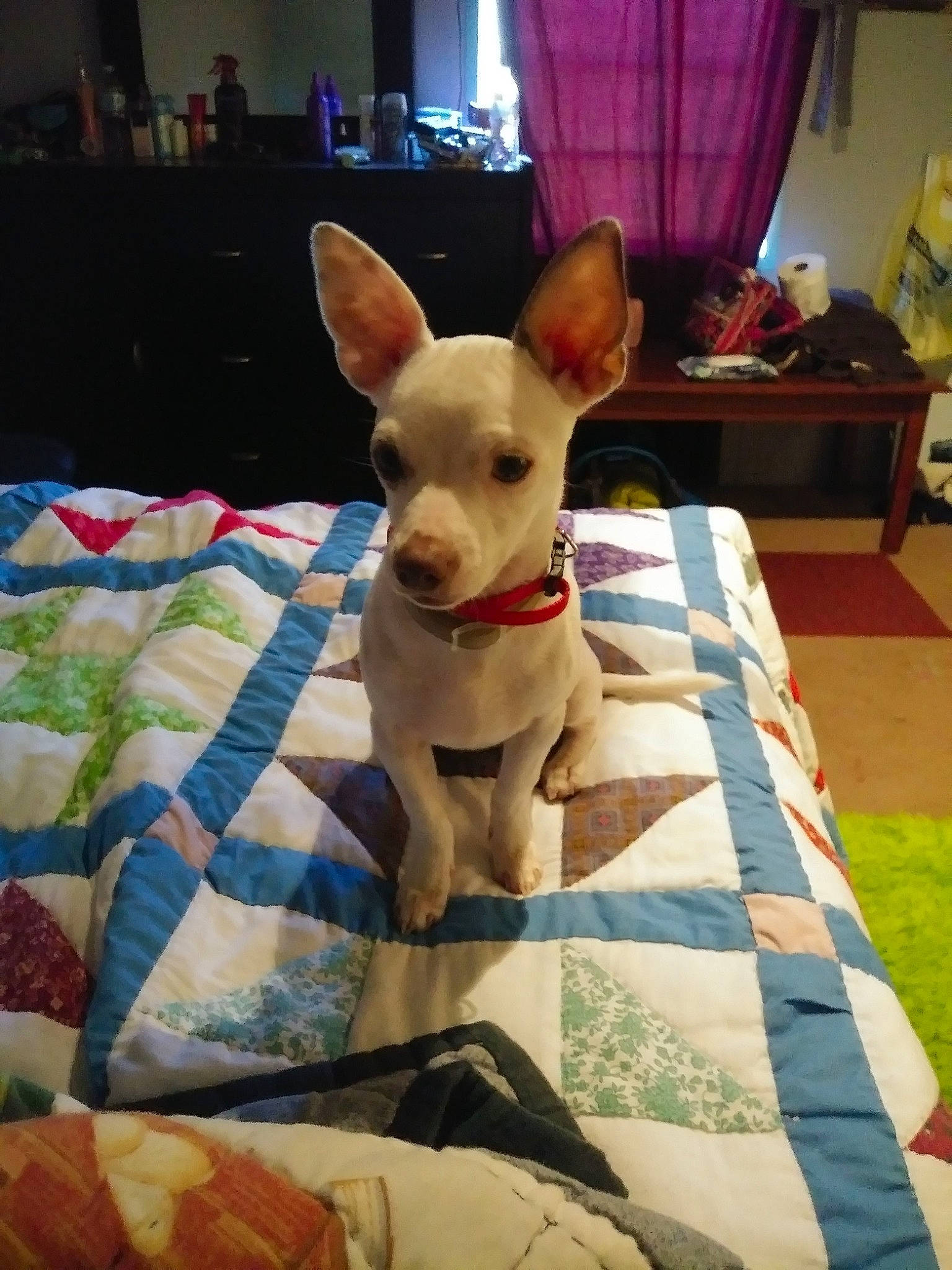 Jojo joined the competition — help win amazing prizes! bedding, canidae, carnivore, comfort, companion_dog, curtain, dog, dog_breed, dog_supply, event, fawn, houseplant, linens, pattern, room, snout, sporting_group, terrestrial_animal, whiskers, working_animal