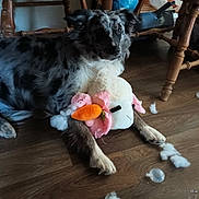 Rafa joined the competition — help win amazing prizes! dog, stuffed_toy, torn_toy, stuffing, wooden_floor, chair, paw, fur, indoor, pet, playful, carrot_toy, plush, dining_chair, floor, damaged_toy, muzzle, shadow, timestamp, homedecor